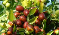 为什么说枣树的花期管理非常重要？