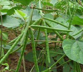绿豆施用有机肥的技术