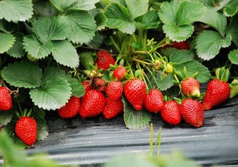 草莓施用有机肥的技术