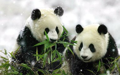 纪录片《熊猫》上映：科学家追踪大熊猫回野外