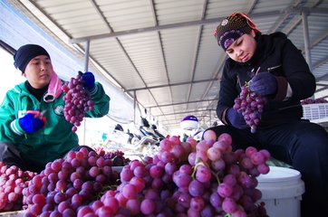 陕西葡萄种植业的面积与产量均跃居全国第三位