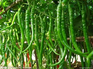 辣椒施用有机肥的技术