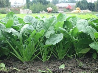 菠菜施用有机肥的方法