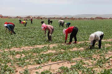 同心县预旺镇华世中药材种植合作社新植中药材1200亩