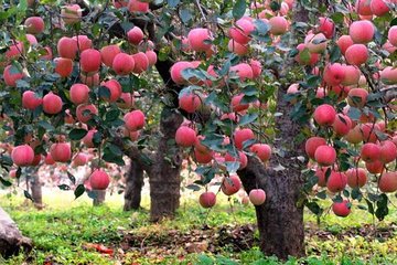 洛川苹果施用有机肥的方法-洛川土壤管理（二）