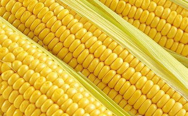 储备玉米今日首拍 市场价应声回落40—60元