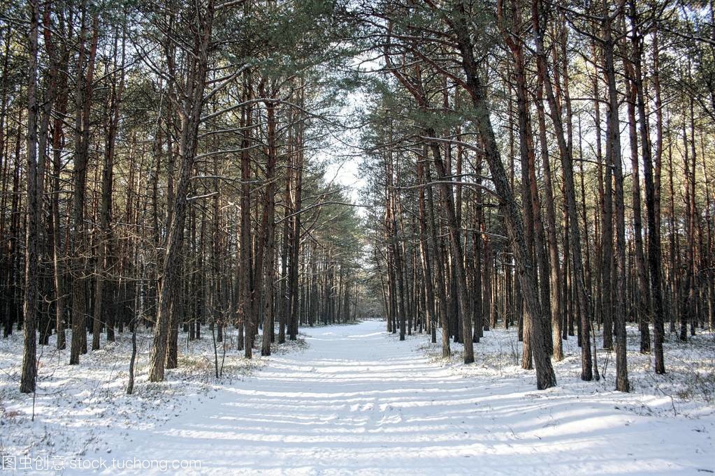 зимний лес дорога зимний лес дорога