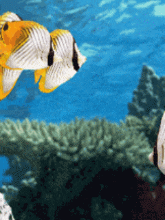 动物动态壁纸的搜索结果_360图片搜索@四海-117kb