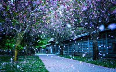 精选梦幻唯美的日本樱花雨风景高清电脑桌面壁-1684kb