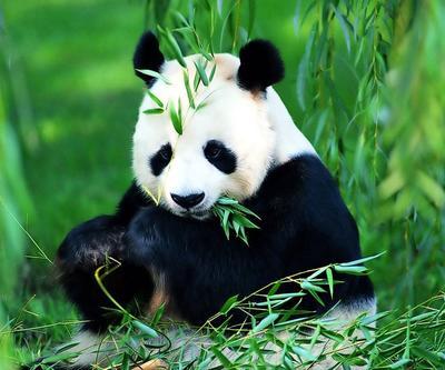 栖息在竹林里大熊猫精美壁纸-111kb