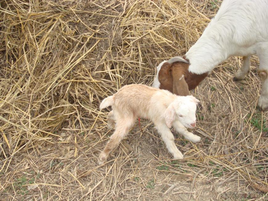 壁纸 动物 狗 狗狗 870_652