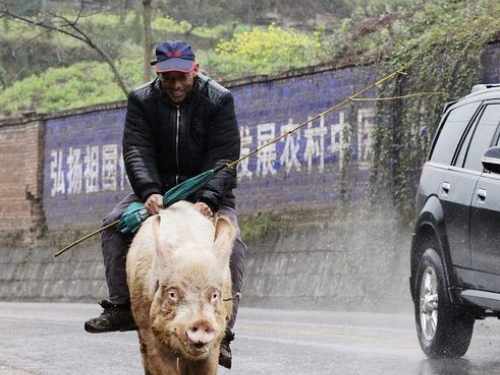 重庆:霸气大爷 骑大肥猪逛街图片