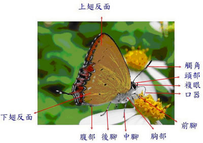 昆虫吃掉了花中的哪一部分结构,一定会造成花不能发育