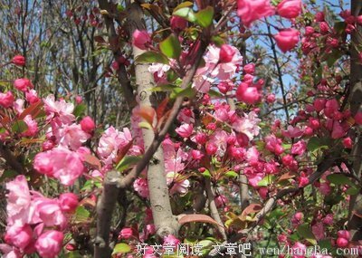 写花团锦簇的唯美句子