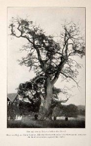 Amazon.com 1910 Print Oak Tree Takovo Chu Amazon.com 1910 Print Oak Tree Takovo Chu
