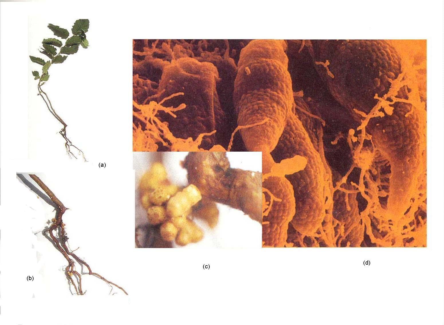 什么是微生物菌肥？——根瘤菌