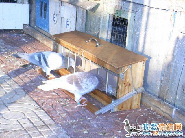 鸽子食槽设计图尺寸_自制鸽子食槽木板尺寸_鸽子食槽尺寸大小设计