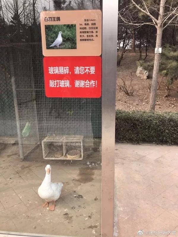 【搞笑GIF】男友说他的纹身是纪念去世的狗,我该信吗?的图片 第25张 搞笑GIF搞笑gif的图片 第25张