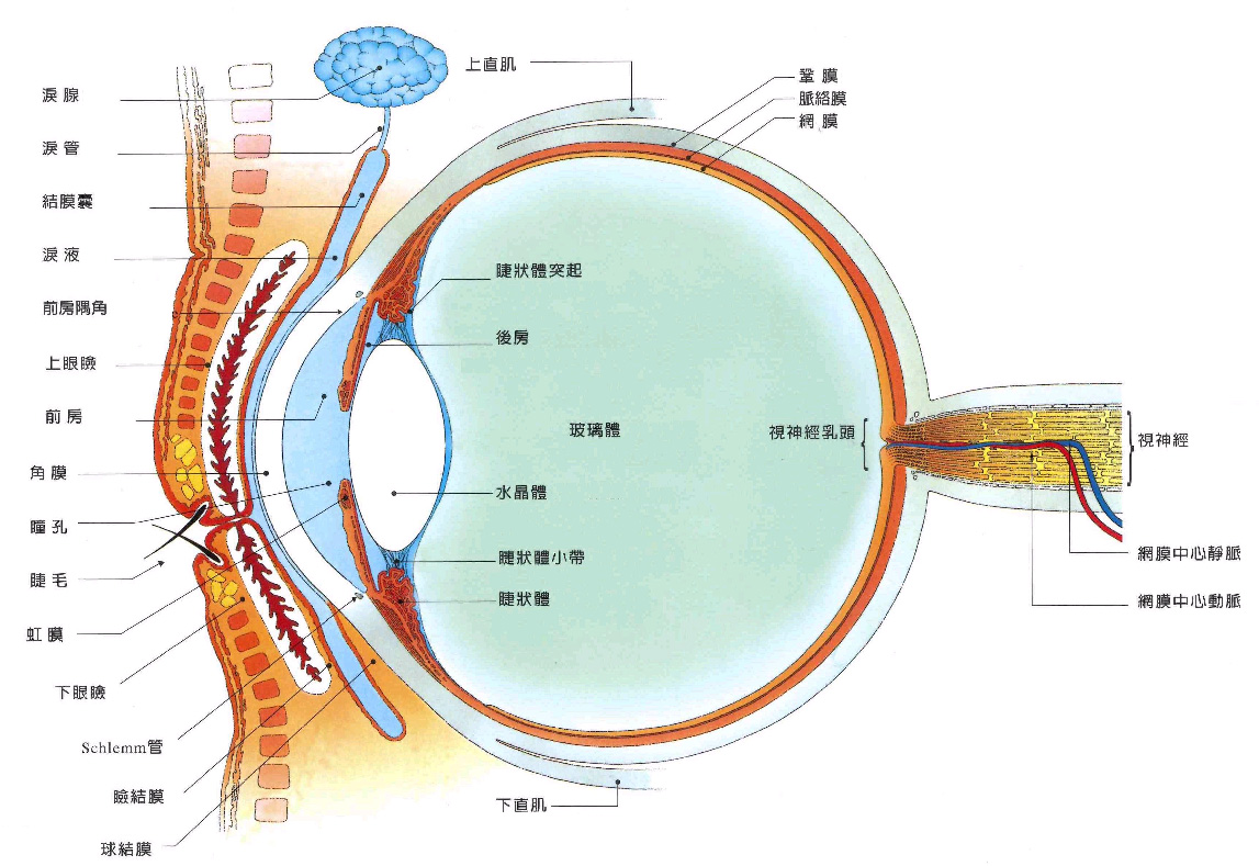 眼睑的分层解剖-眼科临床解剖学-医学