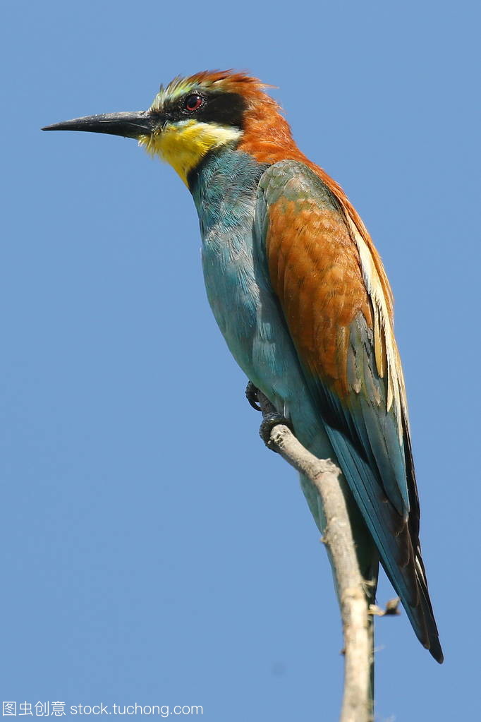 n incredibly colourful bird with an unmistakable n incredibly colourful bird with an unmistakable