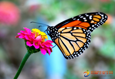 描述蝴蝶的优美句子 描写蝴蝶的优美句子