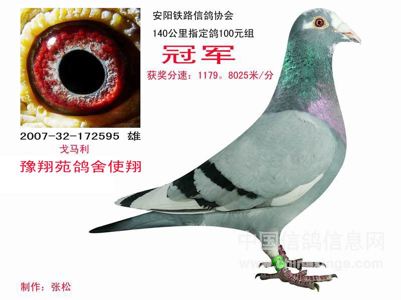 声音浮出小鸽子后注意需要些?鲨鱼小印迹v声音鸽子图片