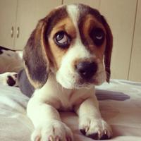 各种可爱造型的狗狗动物 qq头像_qq魔法师-7kb