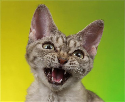 猫咪生气的表情