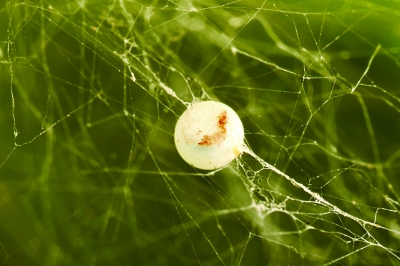 蜻蜓卵是什么样子的?请给我图片,谢谢!