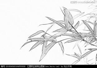 竹子简单的铅笔画图片