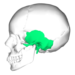 temporal bone Definition from Answers.com temporal bone Definition from Answers.com