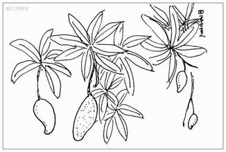 芒果树简笔画图片大全_芒果树叶子图片_钟爱图片