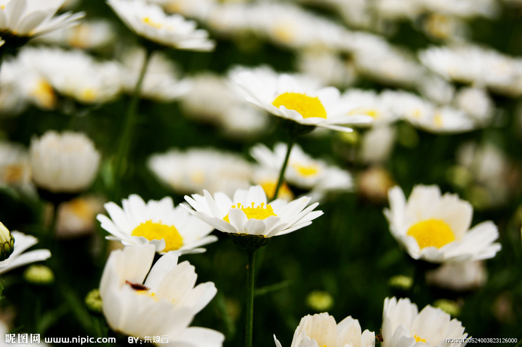 雏菊-电影-豆瓣