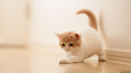 可爱猫咪萌宠大图片