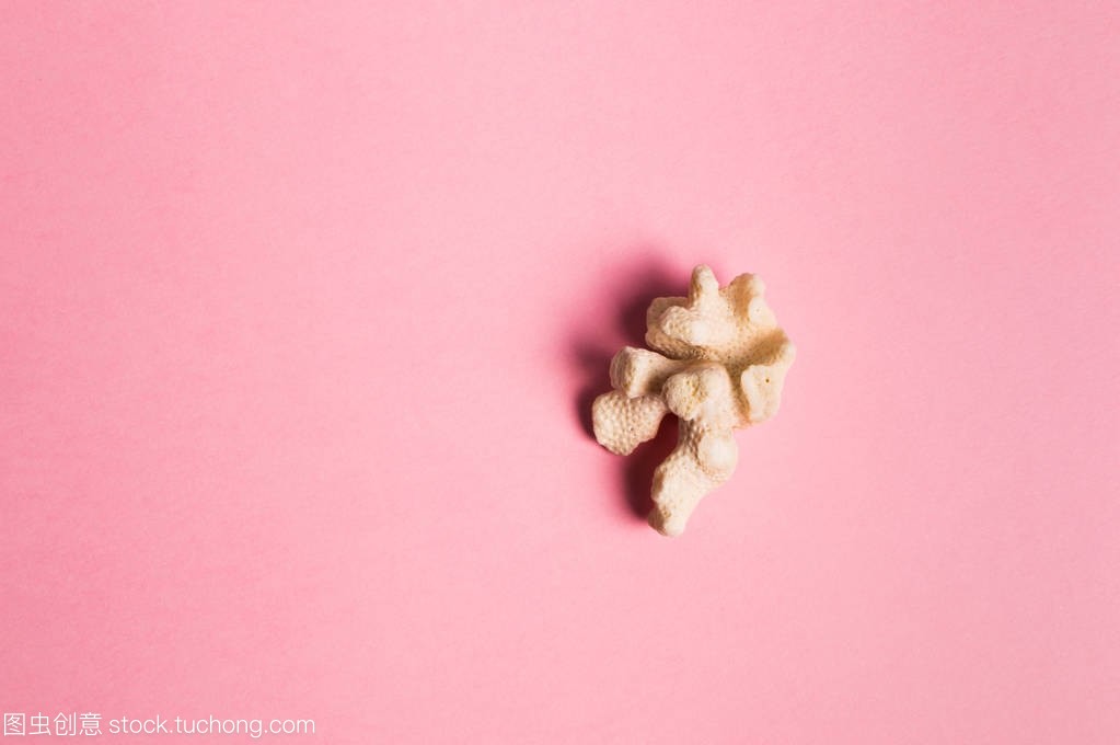 Sea coral on the pink background. Travel conce Sea coral on the pink background. Travel conce