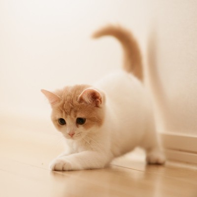 壁纸 动物 狗 狗狗 猫 猫咪 小猫 桌面 400_400