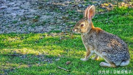 2、兔年属兔运程年农历10月初5日出生今年财运好吗