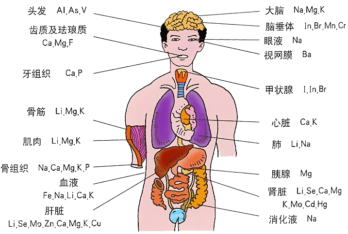 人体器官图女孩|【女生人体器官结构图】【图