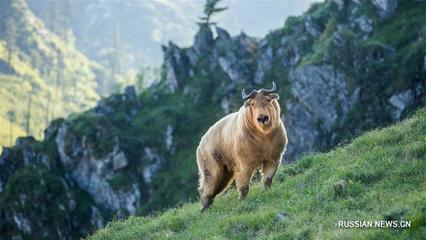 Китай и Мир Китай и Мир